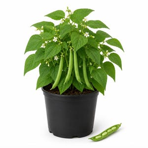 May include: A green bean plant with vibrant leaves and small white flowers growing in a black plastic pot. Several long, slender green bean pods hang from the stems, and one open green bean pod revealing light green seeds lies on the surface.