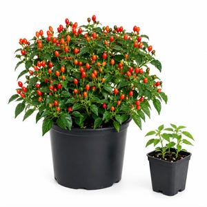 May include: A large, bushy chili pepper plant with numerous small, bright red and green peppers and dark green leaves, potted in a black plastic container, accompanied by a smaller, separate black plastic pot containing two young green seedlings.