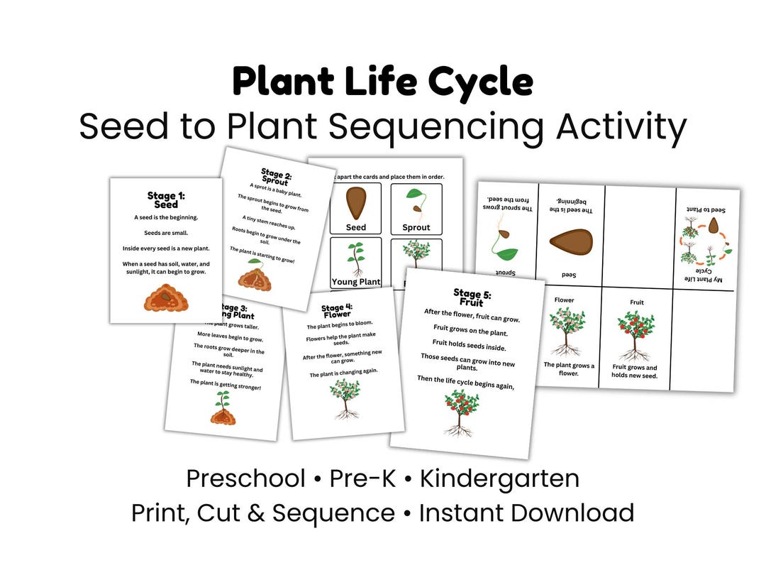 Plant Life Cycle Sequencing Cards | Preschool Science Activity (digital ...
