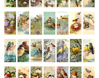 1 by 2 inch domino collage sheet,  vintage birds, nests eggs flowers robins bluebirds, 8.5 by 11, Digital Collage Sheet 25x50 mm