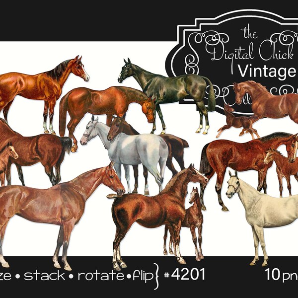 Digital Clipart, instant download, Vintage Horses, Thoroughbred race horse mares foals colts stallions--10 PNG files 4201