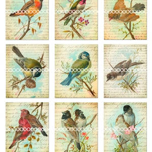 Clipart digital, aves vintage--pájaros cantores, tortolitos, zorzales, pinzones, garbanzos, imprimibles--Hoja de collage digital (8.5 por 11 pulgadas) 196