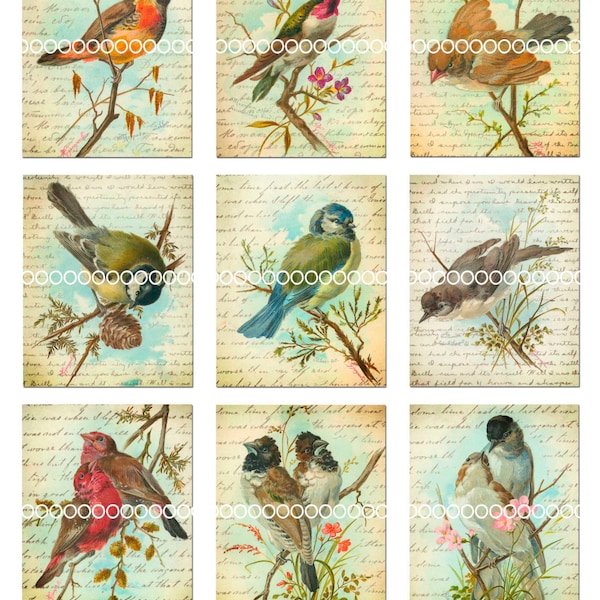 Digital Clipart, Vintage Birds--songbirds, lovebirds, thrush, finch, chickadee, printables--Digital Collage Sheet (8.5 by 11 inches) 196