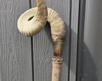Rams horn walking stick