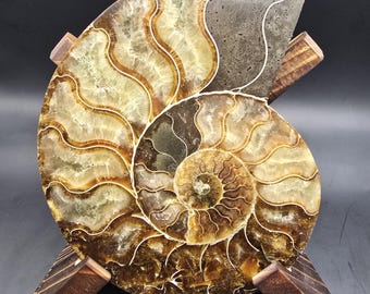 パーキンソニア パーキンソニア 化石アンモナイト – 劣等ウーライト