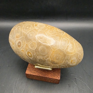 May include: A fossilized coral stone, oval-shaped, with a tan and cream colour palette. The stone features intricate circular patterns and is displayed on a small, rectangular wooden stand with a brass metal support.