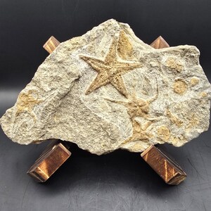 May include: A fossilized starfish embedded in a light-colored rock. The starfish is a lighter shade of brown, with visible details. The rock is supported by four small, angled wooden blocks, creating a display.