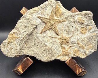 May include: A fossilized starfish embedded in a light-colored rock. The starfish is a lighter shade of brown, with visible details. The rock is supported by four small, angled wooden blocks, creating a display.