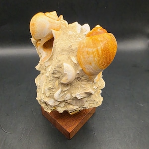 May include: A fossilized cluster featuring two prominent, smooth, orange-toned snail shells embedded within a textured, sandy-colored matrix of smaller shell fragments and sediment, all mounted securely on a square, dark brown wooden base.