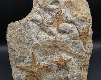 Rare Devonian Starfish Brittle Star Fossil Multi Slab • Petraster Echinoderm Display Piece