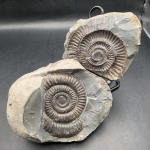 May include: Two dark brown ammonite fossils embedded in grey stone matrix. The fossils display intricate, spiralling shell patterns with distinct ridges. One fossil is positioned upright on a black metal display stand, while the other rests below.