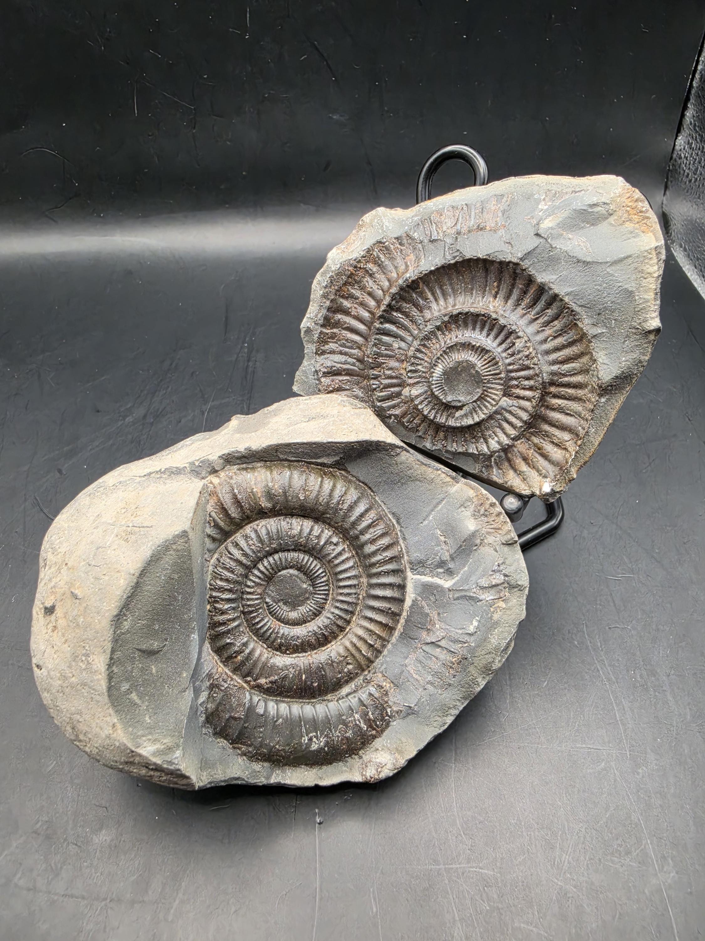 Dactylioceras - Etsy 日本