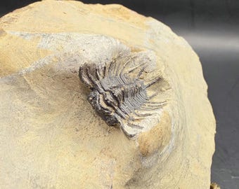 巨大！5億3000万年前のアンダルシアナ三葉虫化石！モロッコ・アニフ産