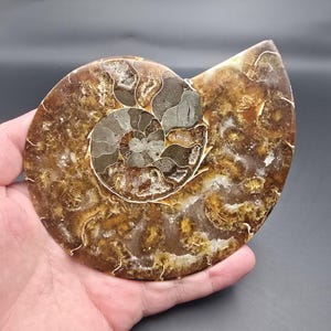 May include: A polished, fossilized ammonite shell, showcasing a spiral pattern in shades of brown, tan, and gray. The shell's surface has intricate details and a smooth, glossy finish. The fossil is held in a hand against a dark background.