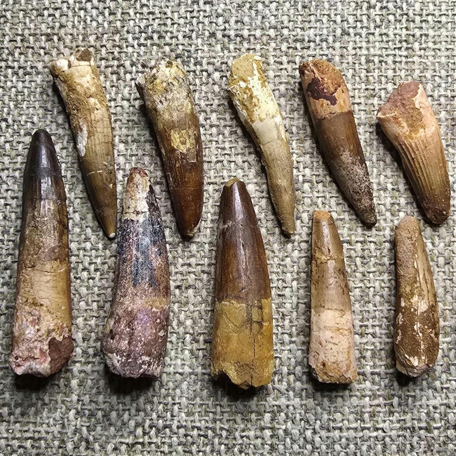 Spinosaurus tooth - Etsy 日本