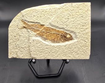 ナイティア化石魚板 • 始新世標本、ワイオミング州（アメリカ合衆国）