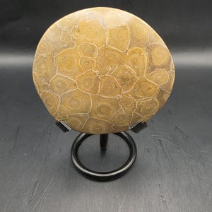 May include: A circular fossil stone with a detailed, patterned surface in shades of tan and brown. The stone is displayed on a black metal stand with a circular base and three supporting legs. The background is a dark grey.