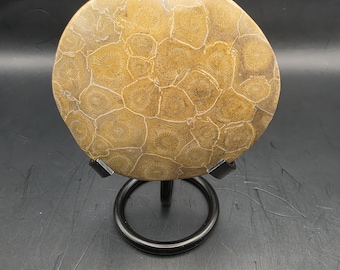 May include: A round, fossilized stone with a detailed, patterned surface in shades of tan and brown. The stone is displayed on a black metal stand with a circular base and three supporting legs. The background is a dark gray.