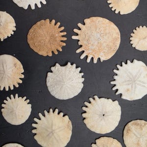 Könnte beinhalten: Eine Sammlung verschiedener cremefarbener und hellbrauner Seeigelgehäuse, auch Sanddollars genannt, die auf einer dunkelgrauen Oberfläche verstreut sind. Jedes kreisförmige Exemplar weist ein sternförmiges Muster und gezackte Ränder auf.