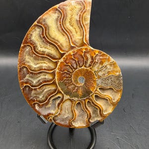 May include: A fossilised ammonite shell, polished to reveal detailed patterns in brown, tan, and cream hues. The spiral shell is displayed on a black metal stand, emphasizing its natural form and geological interest.
