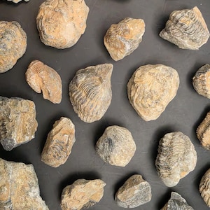 May include: A collection of various fossilized specimens featuring textured, tan and grey rock formations. Each piece displays distinct, irregular shapes with visible ridges, layered patterns, and mineralized surfaces scattered across the frame.