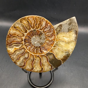 May include: A polished ammonite fossil, displaying a spiral pattern in brown, tan, and cream hues. The fossil is mounted on a black metal stand, emphasizing its detailed structure and natural aesthetic. A distinctive decorative piece.