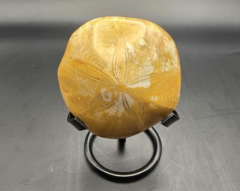 ジュラ期 化石 うに ウニ ジュラ紀中期 ウニ 化石 モロッコ産1 その他インテリア雑貨