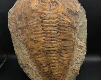XXL 31cm Cambropallas Trilobite Fossil • Large Devonian Fossil • Djebel Ougnate Morocco