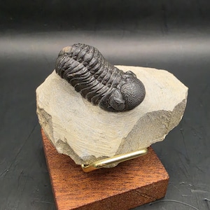May include: A dark, fossilized trilobite specimen rests on a light-colored rock. The rock is mounted on a wooden base with a gold-colored metal support. The trilobite is a dark brown color and has a detailed, segmented body.