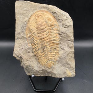 May include: A fossilised trilobite embedded in a light grey stone. The trilobite is a tan colour with a segmented body and head. The stone is rectangular with a rough edge. The fossil is displayed on a black metal stand.