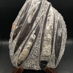 May include: A large, grey stone sculpture featuring several elongated, fossilised nautiloids. The nautiloids are black and white, with detailed shell patterns. The sculpture rests on a small, wooden stand, showcasing a unique piece of natural art.