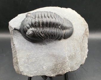 XL Moroccanites Trilobite Fossil • Devonian Marine Fossil • Anti-Atlas Morocco • Display Specimen
