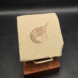 May include: A fossilised shrimp specimen embedded in a square, light tan limestone slab. The fossil displays detailed brown outlines of the crustacean's body and antennae. The stone is supported by a gold-toned metal wire stand on a dark wood base.
