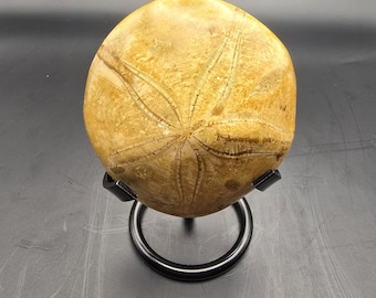 ウニの化石 バソニアン 中期ジュラ紀 1～2インチ 10個 - Etsy 日本