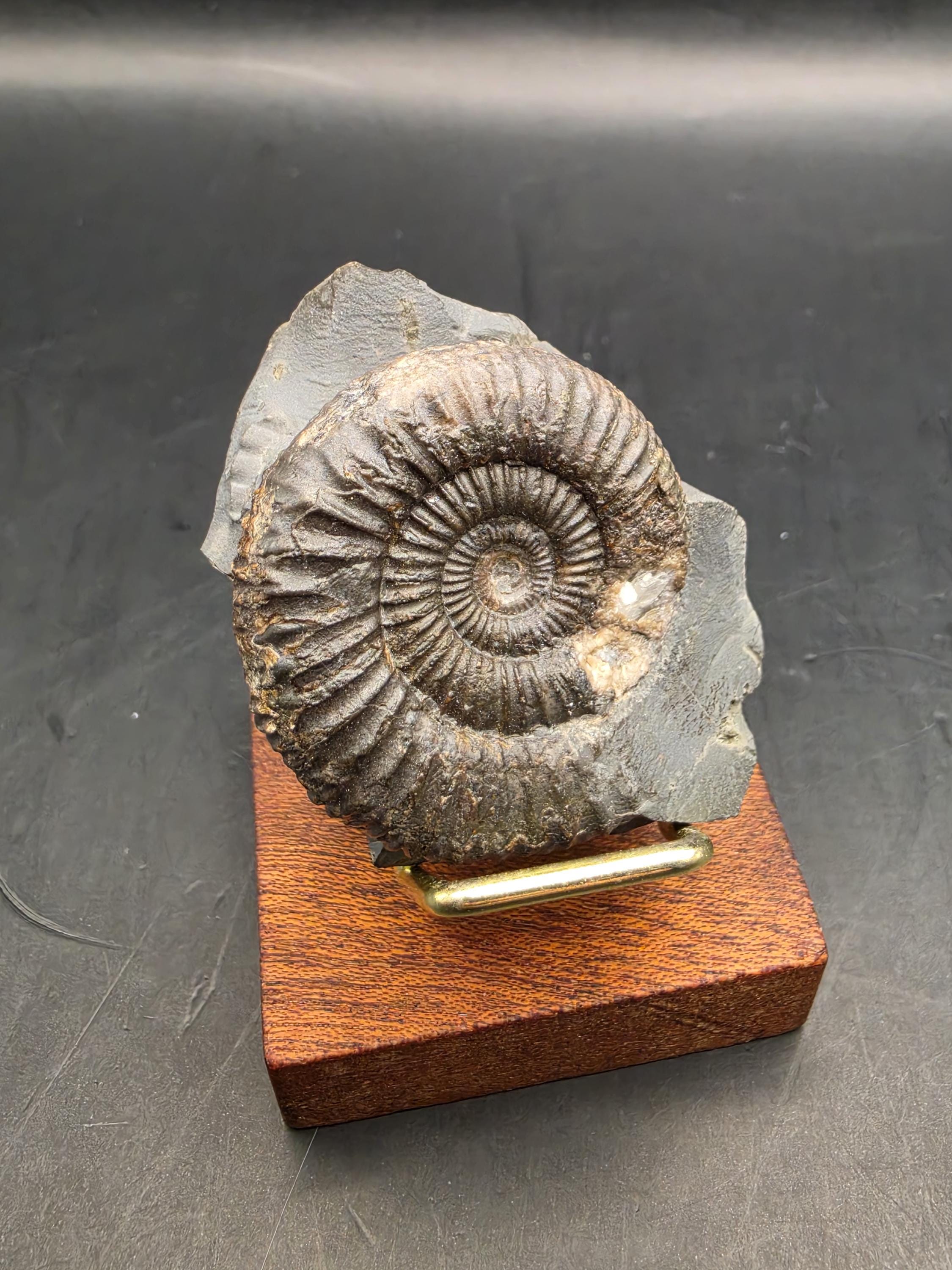 Dactylioceras - Etsy 日本