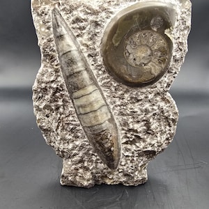May include: A fossilised stone sculpture featuring a nautilus and a belemnite. The nautilus is a dark brown spiral shape, and the belemnite is a long, slender, striped shape. The stone has a rough, textured surface.