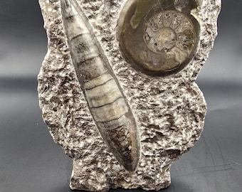Polished Goniatite & Orthoceras Fossil Slab • Devonian Limestone Display