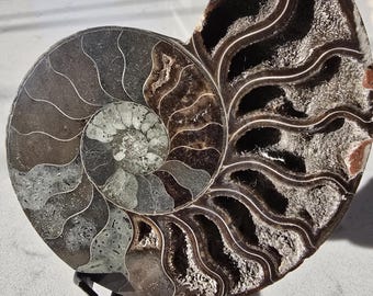 化石アンモナイト 化石ペア 研磨済み 100% 本物標本 マダガスカル 白