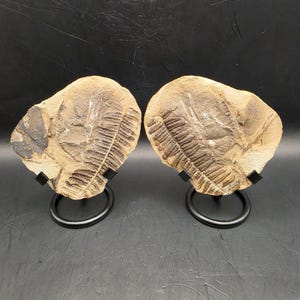 May include: Two fossilised trilobite specimens, each displayed on a black metal stand. The fossils are a light tan colour with detailed imprints of the ancient marine arthropods. The background is a dark, solid colour.