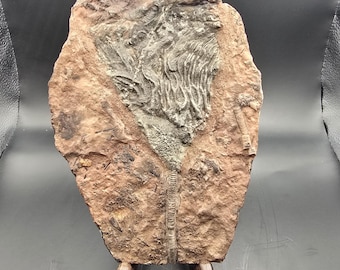 ウミユリの化石、4億5千万年前、オルドビス紀、スキフォクリナイト類