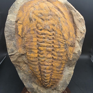 XL Cambropallas Trilobite Fossil • Devonian • Large Display Specimen • Morocco