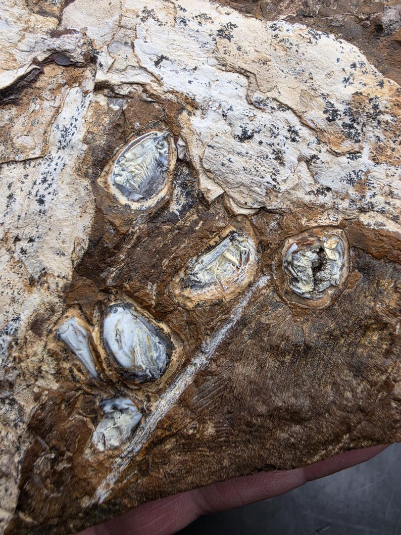 Rare Juglandaceous Fruit Fossil Assemblage • Paleocene Plant Fossil ...