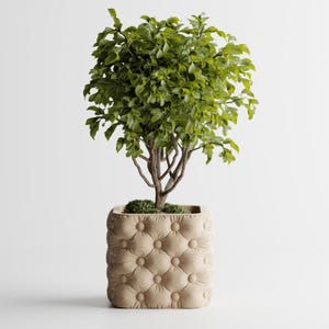 May include: A small, leafy green tree in a square, tufted beige planter. The planter has a button-like design. The tree has a brown trunk and branches, with vibrant green leaves. The background is plain white.