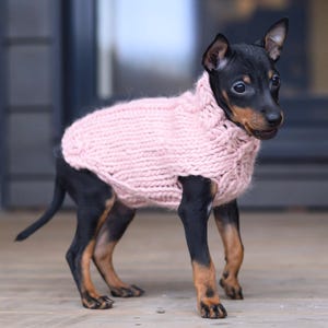 May include: A miniature black and tan dog wearing a pale pink knitted jumper. The dog is standing on a wooden deck. The jumper covers the dog's torso and neck. The dog is looking to the right.