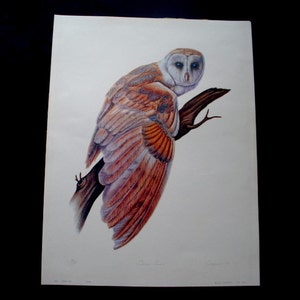 May include: A white and brown barn owl with orange-brown wings perched on a branch. The owl is looking directly at the viewer.