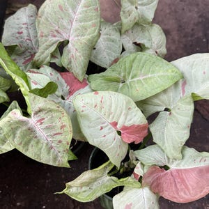 Syngonium Milk Confetti – Easy Care Arrowhead Plant 4” pot