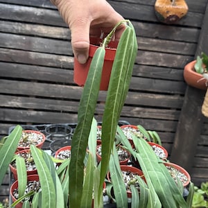 Strap Leaf Anthuriums - Etsy