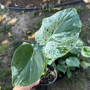 May include: A variegated Monstera plant in a black plastic nursery pot. The plant features two prominent leaves, one with heavy white and green speckling and another with solid green coloring and subtle white variegation near the base.