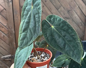 Original Anthurium Papillilaminum | Pure Species Dark Form