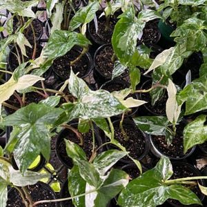 Syngonium Albo Variegated – Pflegeleichte Pfeilspitze 10cm